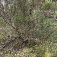 Nassella trichotoma at Hackett, ACT - 30 Aug 2021 03:54 PM