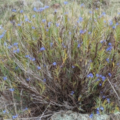 Stypandra glauca (Nodding Blue Lily) at Hackett, ACT - 3 Sep 2021 by abread111