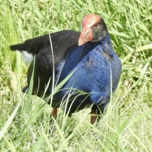 Porphyrio melanotus at Evatt, ACT - 3 Sep 2021