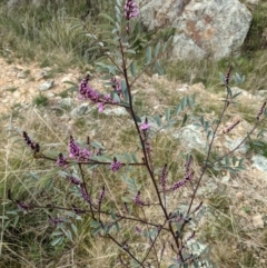 Indigofera australis subsp. australis (Australian Indigo) at Hackett, ACT - 3 Sep 2021 by abread111