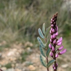 Indigofera australis subsp. australis at Hackett, ACT - 3 Sep 2021 03:12 PM