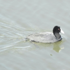 Fulica atra (Eurasian Coot) at Belconnen, ACT - 3 Sep 2021 by KMcCue