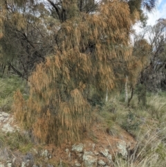 Allocasuarina verticillata (Drooping Sheoak) at Hackett, ACT - 3 Sep 2021 by abread111