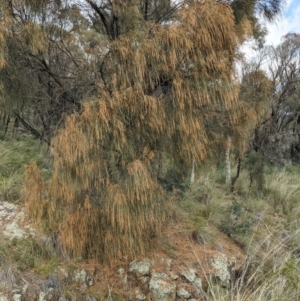 Allocasuarina verticillata at Hackett, ACT - 3 Sep 2021 03:16 PM