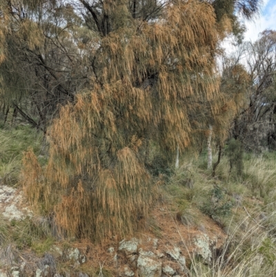 Allocasuarina verticillata (Drooping Sheoak) at Hackett, ACT - 3 Sep 2021 by abread111