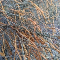 Allocasuarina verticillata at Hackett, ACT - 3 Sep 2021