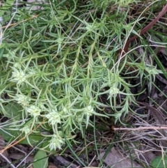 Scleranthus diander (Many-flowered Knawel) at Hackett, ACT - 3 Sep 2021 by abread111