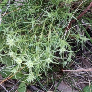 Scleranthus diander at Hackett, ACT - 3 Sep 2021