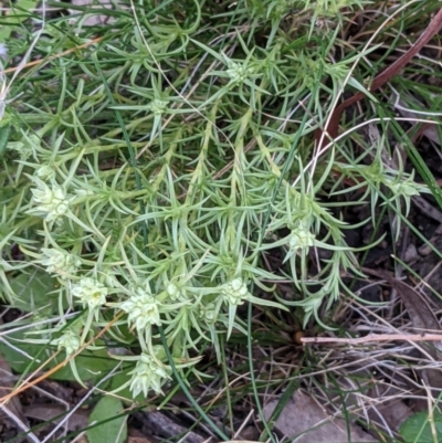 Scleranthus diander (Many-flowered Knawel) at Hackett, ACT - 3 Sep 2021 by abread111