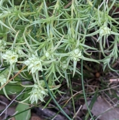 Scleranthus diander at Hackett, ACT - 3 Sep 2021