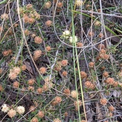 Acacia gunnii (Ploughshare Wattle) at Hackett, ACT - 3 Sep 2021 by abread111