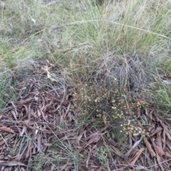 Acacia gunnii at Hackett, ACT - 3 Sep 2021