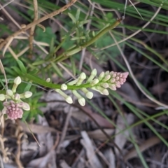 Stackhousia monogyna (Creamy Candles) at Hackett, ACT - 3 Sep 2021 by abread111