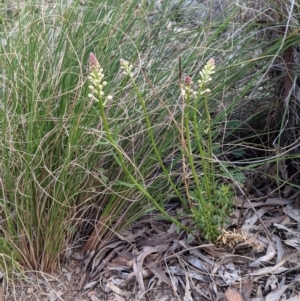 Stackhousia monogyna at Hackett, ACT - 3 Sep 2021 03:37 PM