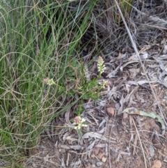 Stackhousia monogyna at Hackett, ACT - 3 Sep 2021 03:37 PM