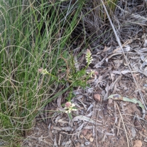 Stackhousia monogyna at Hackett, ACT - 3 Sep 2021 03:37 PM