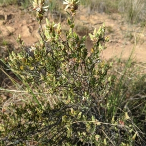 Brachyloma daphnoides at Downer, ACT - 3 Sep 2021