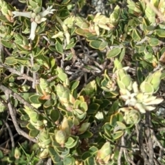 Brachyloma daphnoides at Downer, ACT - 3 Sep 2021