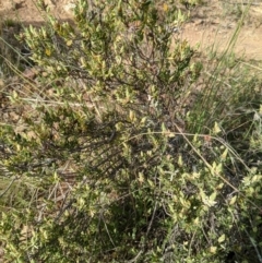 Brachyloma daphnoides at Downer, ACT - 3 Sep 2021