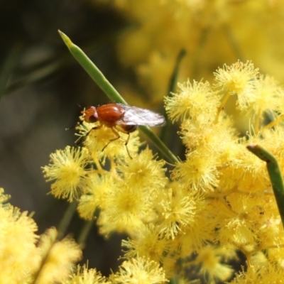 Lauxaniidae sp. (family) at Cook, ACT - 3 Sep 2021 by Tammy