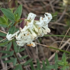 Pimelea linifolia (Slender Rice Flower) at Downer, ACT - 3 Sep 2021 by abread111