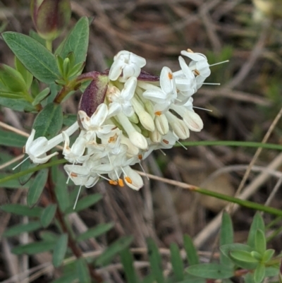 Pimelea linifolia (Slender Rice Flower) at Downer, ACT - 3 Sep 2021 by abread111