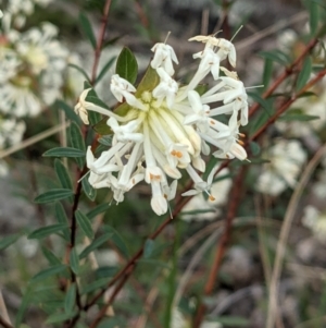 Pimelea linifolia at Downer, ACT - 3 Sep 2021