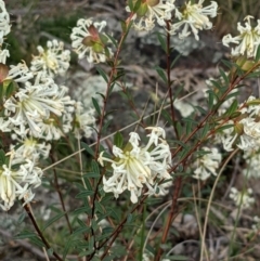 Pimelea linifolia at Downer, ACT - 3 Sep 2021