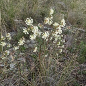 Pimelea linifolia at Downer, ACT - 3 Sep 2021