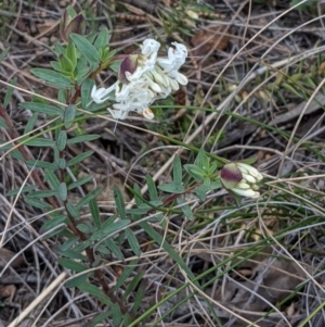 Pimelea linifolia at Downer, ACT - 3 Sep 2021