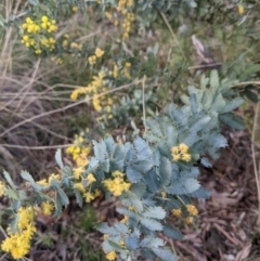 Acacia baileyana at Downer, ACT - 3 Sep 2021 03:45 PM