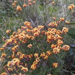 Dillwynia sp. Yetholme (P.C.Jobson 5080) NSW Herbarium at Hackett, ACT - 3 Sep 2021 by abread111