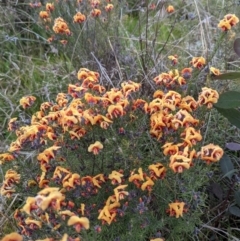 Dillwynia sp. Yetholme (P.C.Jobson 5080) NSW Herbarium at Hackett, ACT - 3 Sep 2021 by abread111