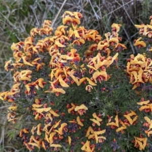 Dillwynia sp. Yetholme (P.C.Jobson 5080) NSW Herbarium at Hackett, ACT - 3 Sep 2021