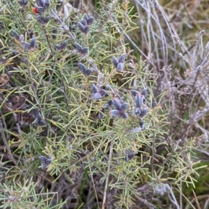 Dillwynia sp. Yetholme (P.C.Jobson 5080) NSW Herbarium at Hackett, ACT - 3 Sep 2021