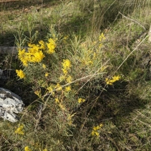 Acacia boormanii at Hackett, ACT - 3 Sep 2021 04:13 PM