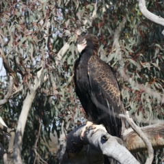 Aquila audax (Wedge-tailed Eagle) at Majura, ACT - 2 Sep 2021 by jb2602