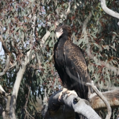 Aquila audax (Wedge-tailed Eagle) at Majura, ACT - 2 Sep 2021 by jbromilow50