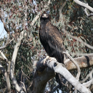 Aquila audax at Majura, ACT - suppressed