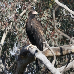 Aquila audax at Majura, ACT - 2 Sep 2021