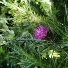 Silybum marianum (Variegated Thistle) at Cook, ACT - 3 Sep 2021 by drakes