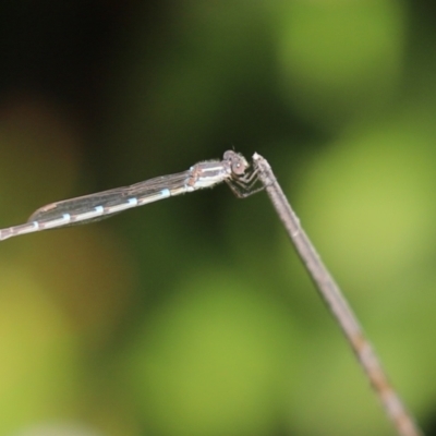 Austrolestes leda (Wandering Ringtail) at Kaleen, ACT - 3 Sep 2021 by Tammy