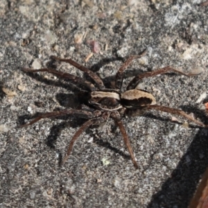 Venatrix pseudospeciosa at Kaleen, ACT - 3 Sep 2021