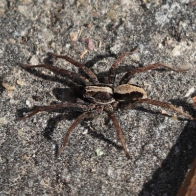 Venatrix pseudospeciosa (Wolf spider) at Kaleen, ACT - 3 Sep 2021 by Tammy