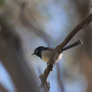 Malurus cyaneus at Gundaroo, NSW - 3 Sep 2021