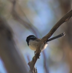 Malurus cyaneus at Gundaroo, NSW - 3 Sep 2021