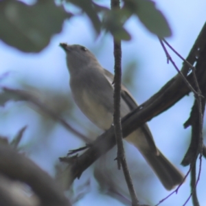 Pachycephala pectoralis at Gundaroo, NSW - 3 Sep 2021 12:50 PM