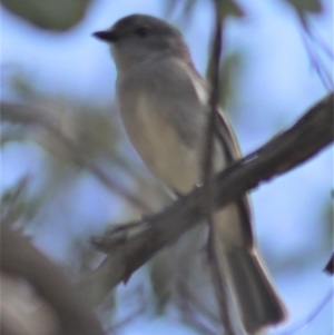 Pachycephala pectoralis at Gundaroo, NSW - 3 Sep 2021 12:50 PM