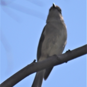 Pachycephala pectoralis at Gundaroo, NSW - 3 Sep 2021 12:50 PM