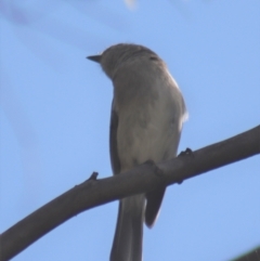 Pachycephala pectoralis at Gundaroo, NSW - 3 Sep 2021 12:50 PM